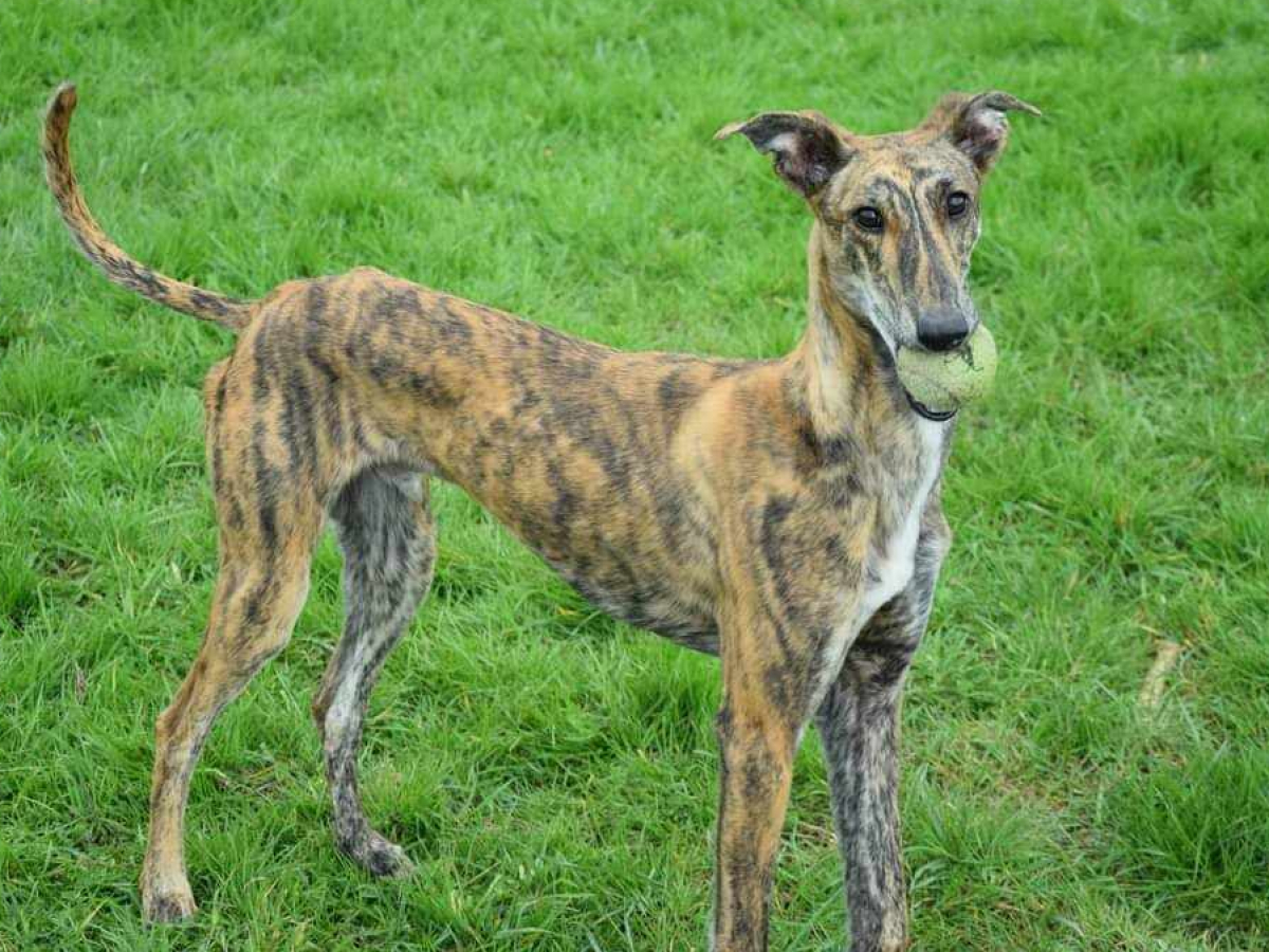 LIVERPOOL DIT SHIPPER